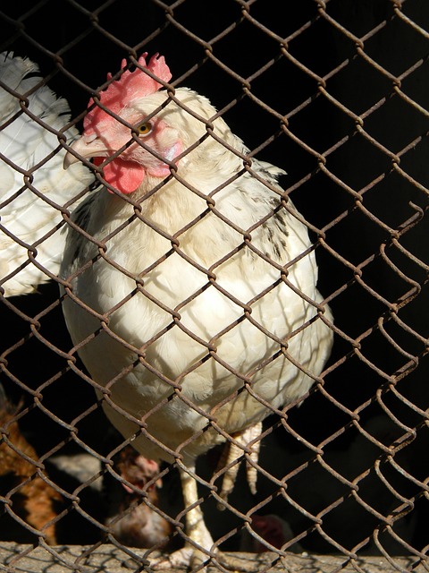 友的直塞 友的直塞